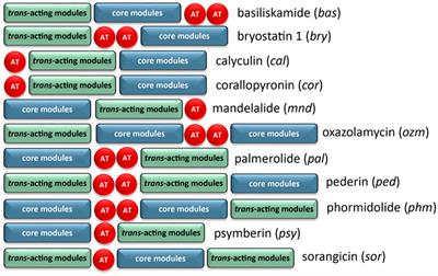 Bioinformatic and Mechanistic Analysis of the Palmerolide PKS-NRPS Biosynthetic Pathway From the Microbiome of an Antarctic Ascidian